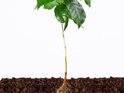 Foto-01-1-Crédito-Shutterstock11