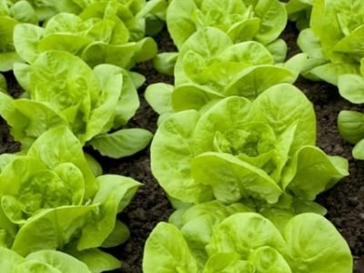 Foto-01-1-Crédito-Shutterstock12