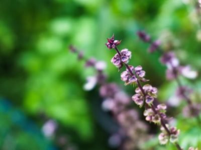 Foto-01-1-Crédito-Shutterstock2