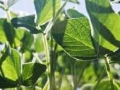 Foto-01-1-Crédito-Shutterstock8