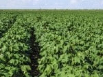 Foto-01-1-Crédito-Shutterstock9