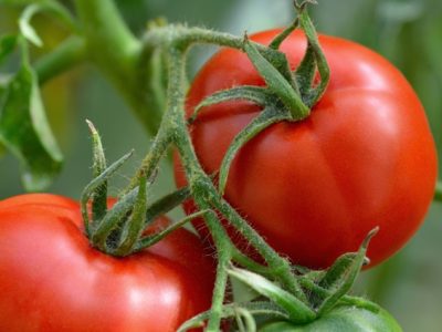 Foto-01-1-CréditoShutterstock