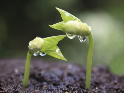 Foto-01-1-CréditoShutterstock1