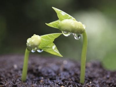 Foto-01-1-CréditoShutterstock1