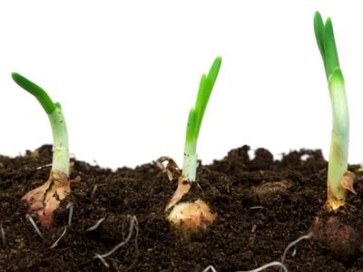 Foto-01-1-CréditoShutterstock1