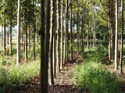 Foto-01-1-Créditos-Eduardo-Stehling