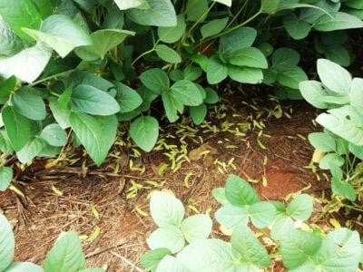 Foto-01-1-Créditos-Embrapa-Soja