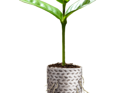 Foto-01-1-Créditos-Internet