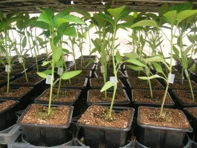 Foto-01-1-Créditos-Rafael-Campagnol-1024x766