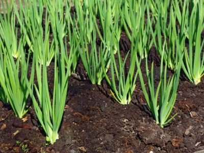 Foto-01-1-Créditos-Shutterstock