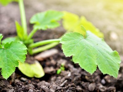 Foto-01-1-Créditos-Shutterstock1-1024x678