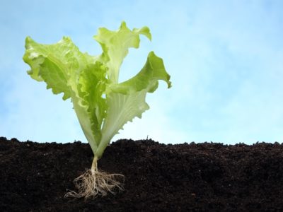 Foto-01-1-Créditos-Shutterstock2