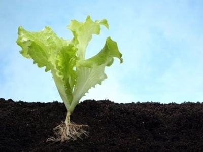 Foto-01-1-Créditos-Shutterstock2