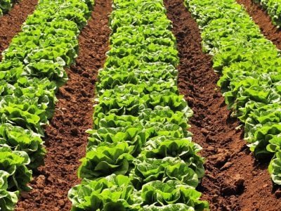 Plantação de alface - Crédito Shutterstock