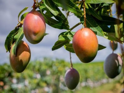 Mangas - Crédito: Paulo Dantas