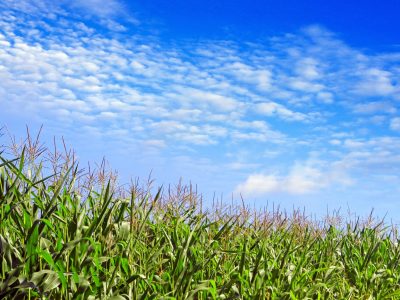 Crédito Shutterstock