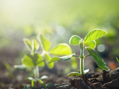 Broto de soja - Fotos:  Shutterstock