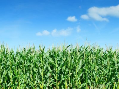 Milho - Fotos: Shutterstock