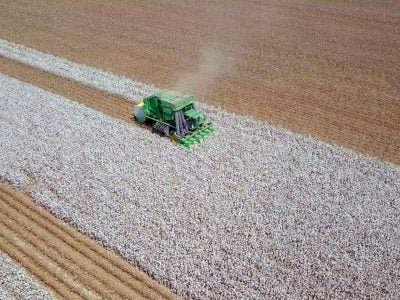 Colheita de algodão - Fotos: Shutterstock