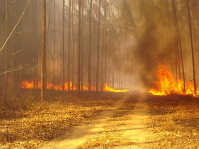 Incêndio Florestal - Créditos Nelson Sanches Bezerra Junior
