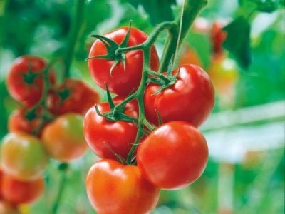 Organominerais melhoram a absorção de nutrientes no tomateiro?