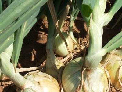 Cebola - Crédito: Ana Maria Diniz