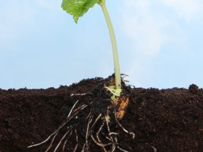 Broto de feijão - Crédito: Shutterstock