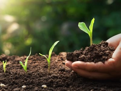 Mudas sendo plantadas - Fotos: Shutterstock
