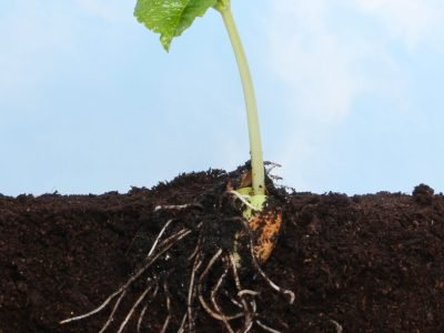 Broto de feijão - Crédito: Shutterstock