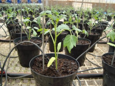 Crédito: Rafael Campagnol