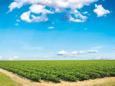 Manejo nutricional: Como fazer as fertirrigações?