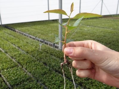 Eucalipto - Crédito: Cláudio Roberto Ribeiro