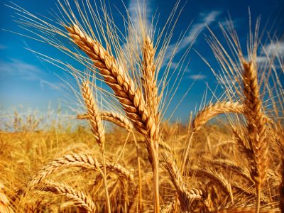 Produção de Trigo - Crédito Shutterstock
