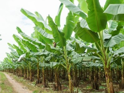 Bananeiras - Crédito: Shutterstock