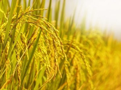 Arroz - Crédito Shutterstock