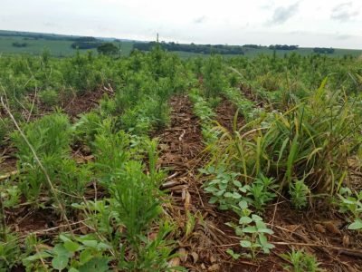 Crédito Leandro Paiola Albrecht