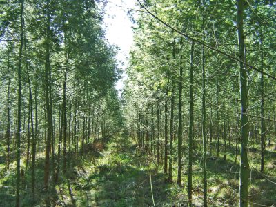 Grupo RDK recebe a primeira certificação FSC® de manejo florestal
