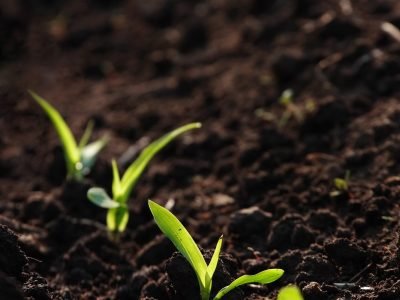 Plantio de mudas - Créditos: Shutterstock