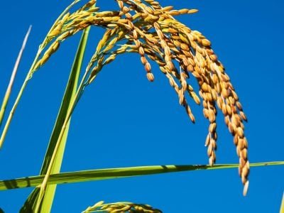 Arroz - Crédito: Shutterstock