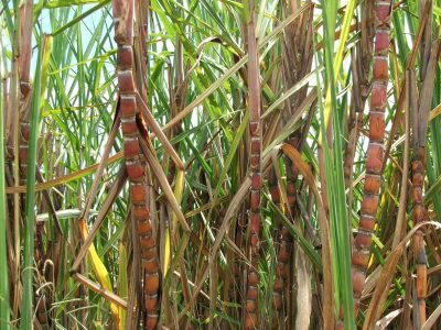 Plantação de Cana -  Crédito: Miriam Lins