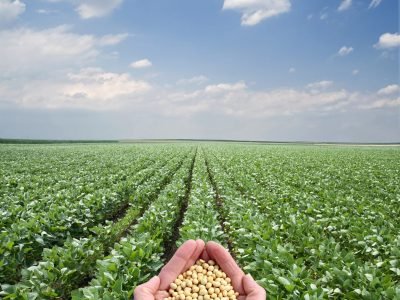 Soja - Crédito: Shutterstock