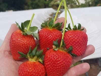 Morango - Fotos: Heitor Pagnan