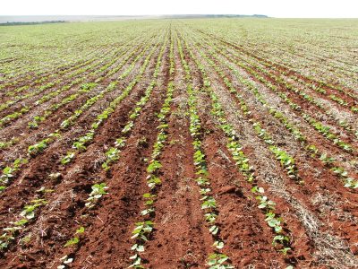 Plantio realizado - Crédito: Ana Maria Diniz