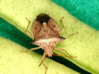 Percevejo - Crédito: Jovenil da Silva