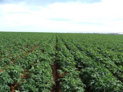 Plantação de batata - Fotos: Ana Maria Diniz