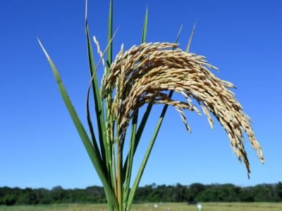 Arroz - Crédito: Sebastião José de Araújo