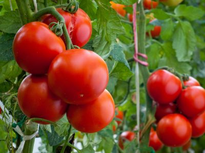 Tomate - Fotos: Shutterstock