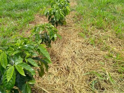 Plantas daninhas _ Créditos: Laís Sousa Resende