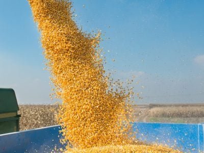 Soja - Créditos: shurtterstock