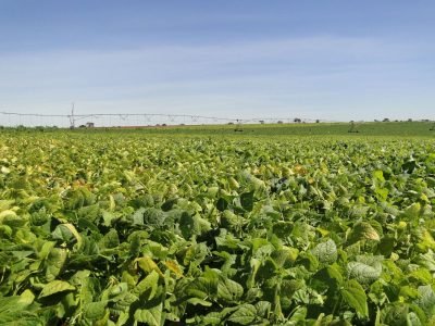 Plantação de feijão - Crédito: Epamig